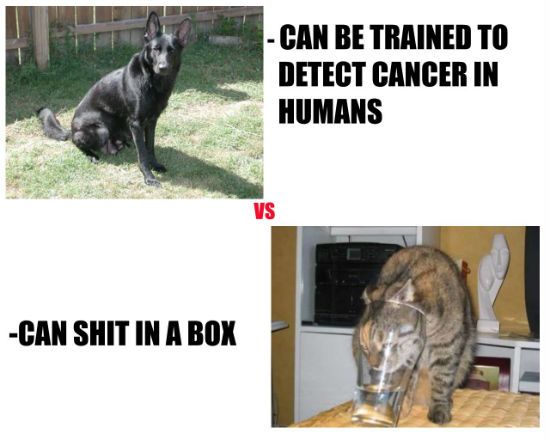 dogs-vs-cats.jpg