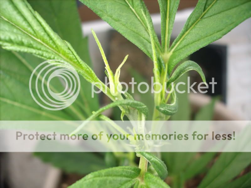 plants1675001.jpg