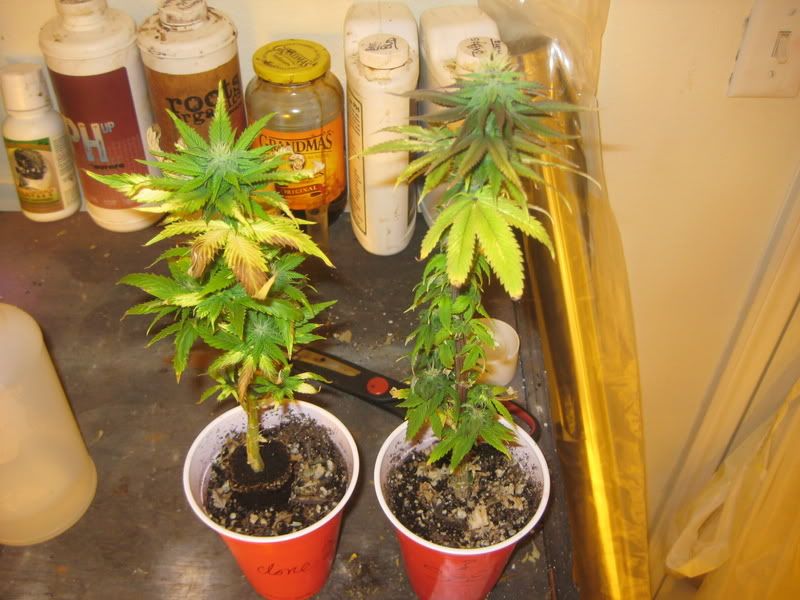 plants299.jpg