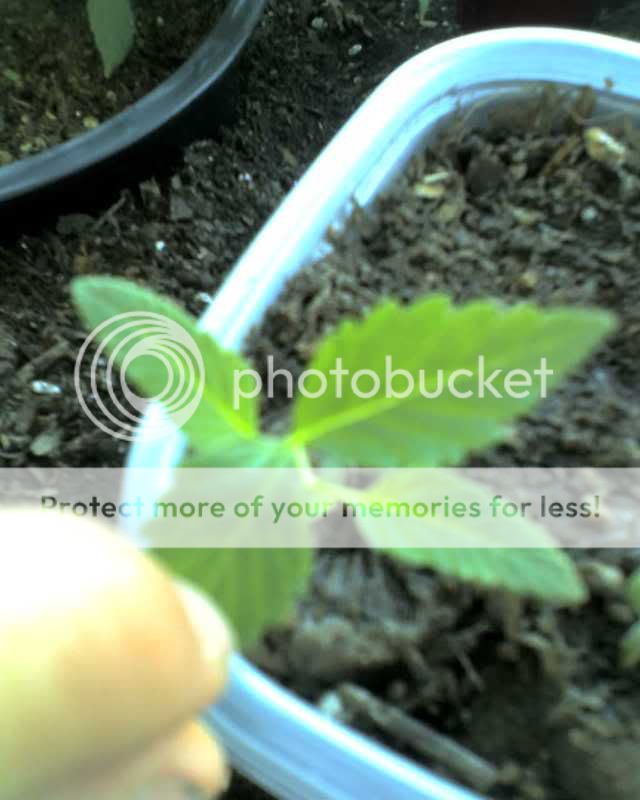 06-07-08_1850.jpg