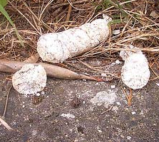 whiteturd-copy.jpg