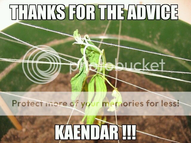 kaendar3.jpg