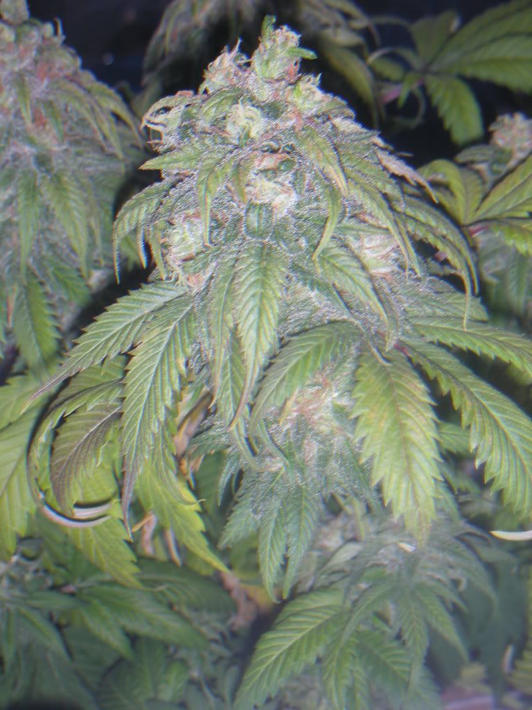 DSCN2205.jpg