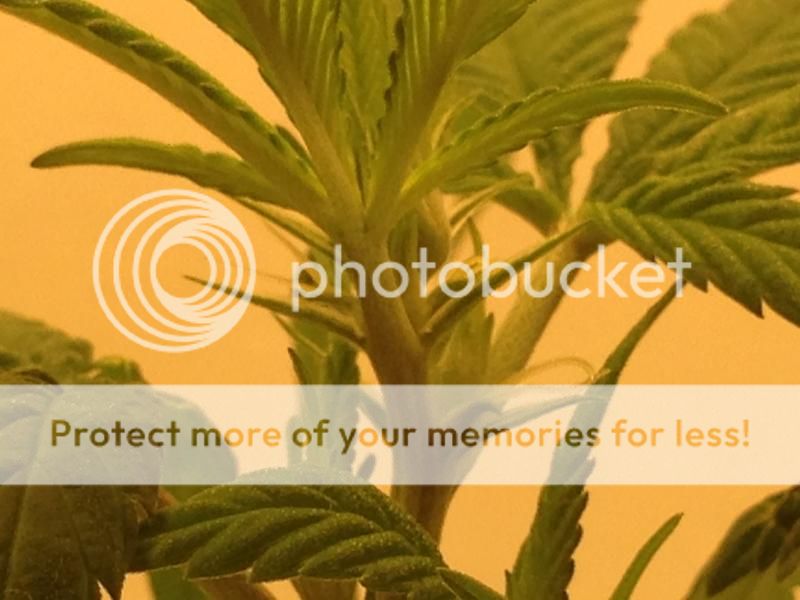 image_5dgksjklgdjsl_zps49322fc5.jpeg
