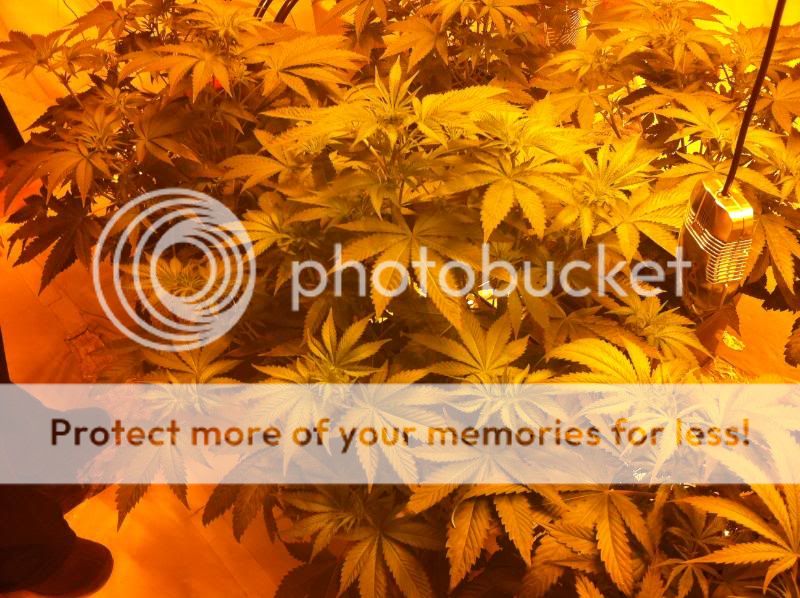 plant2hps.jpg