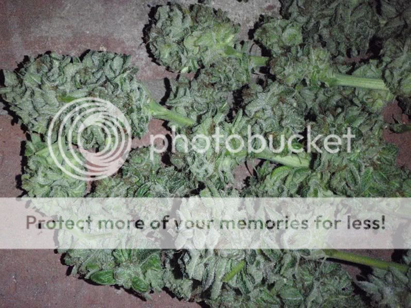 harvestbubbakush2-1.jpg