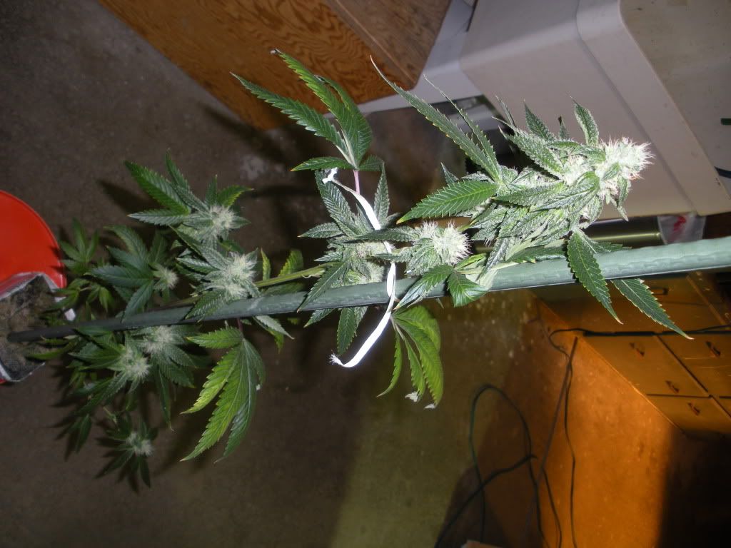 DSCN2527.jpg
