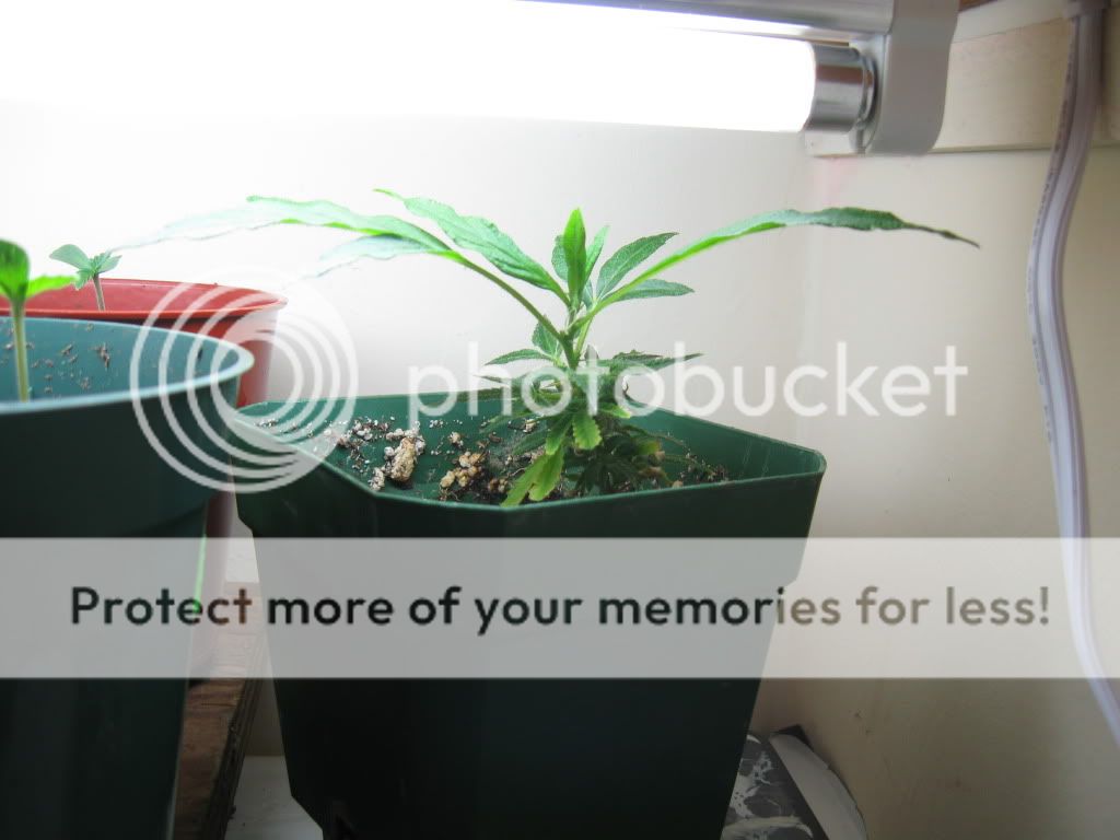 sproutsn040.jpg