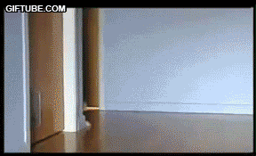 12373.gif