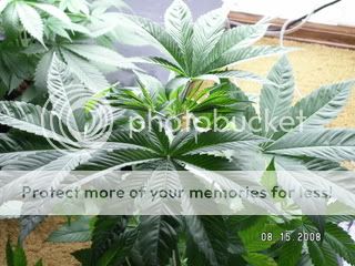 PICT0232.jpg