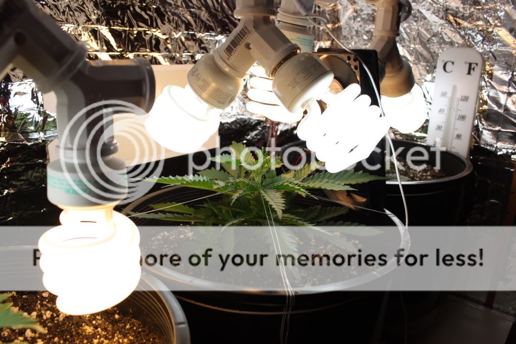Seed1Day23.jpg