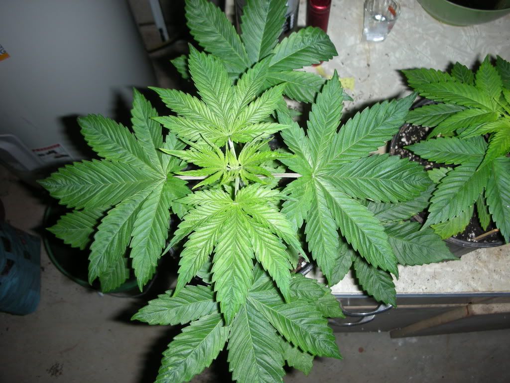 DSCN3183.jpg