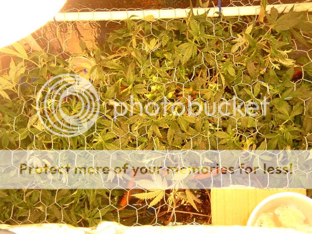 DSCF0024.jpg