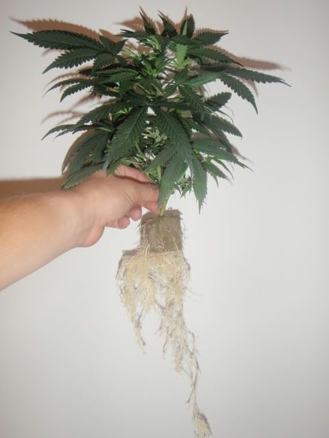BlueCheese.jpg