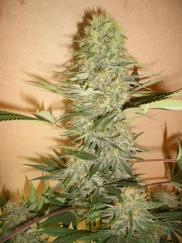 Crazy_X_Seeds_-_Lemon_Stinky_F2.jpg