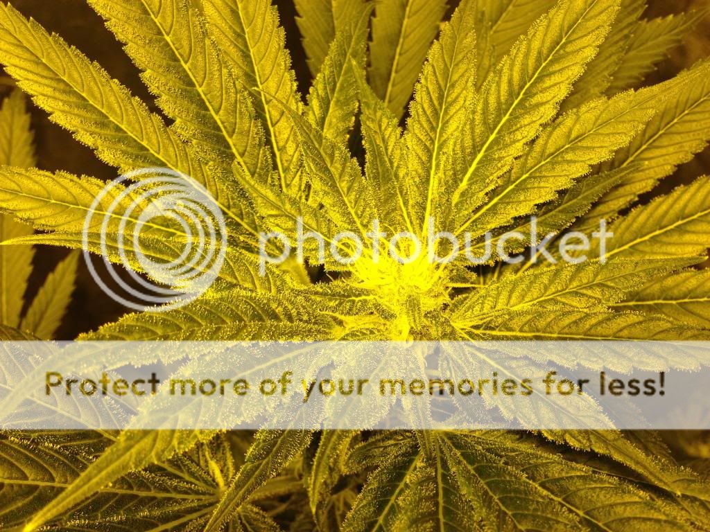 photo4_zps09df5ea2.jpg