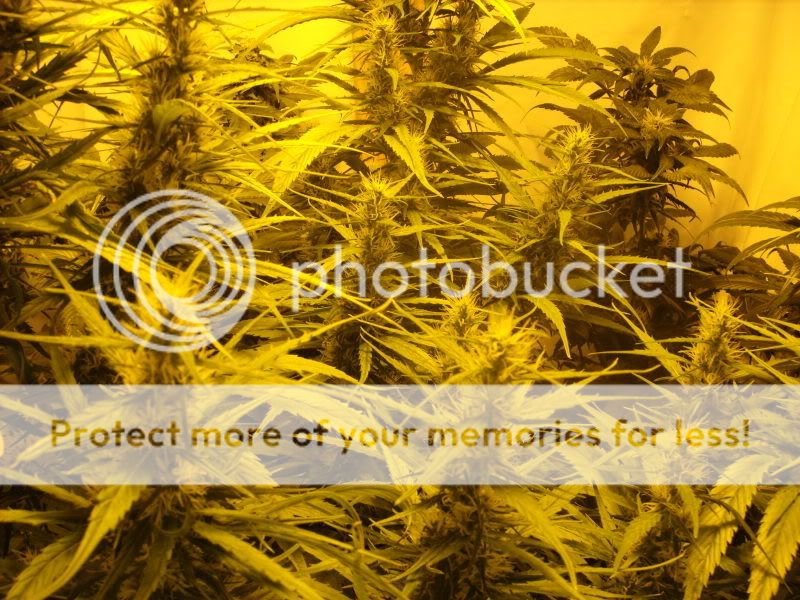 plants16003.jpg