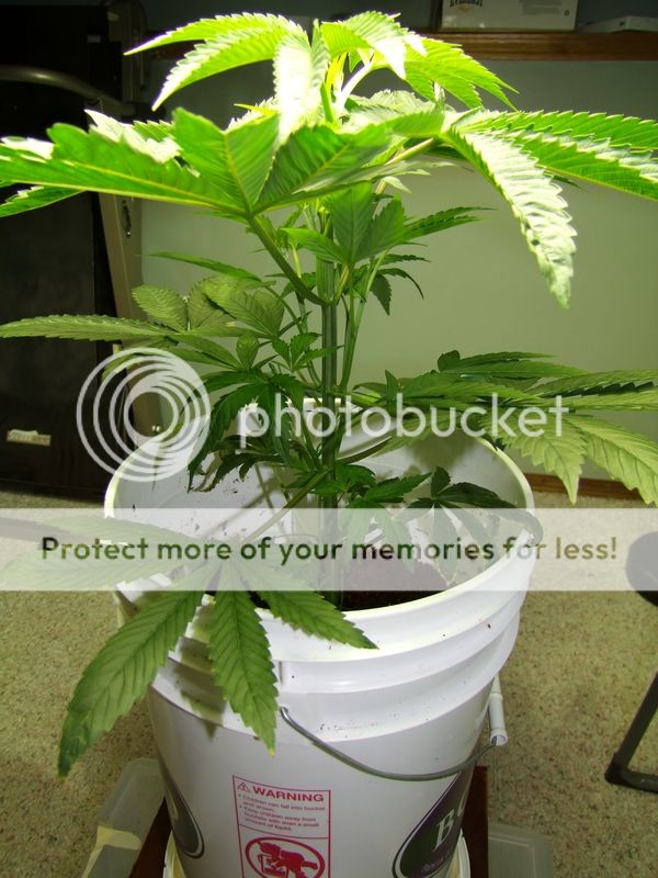 early%20flower_zpssicojdom.jpg