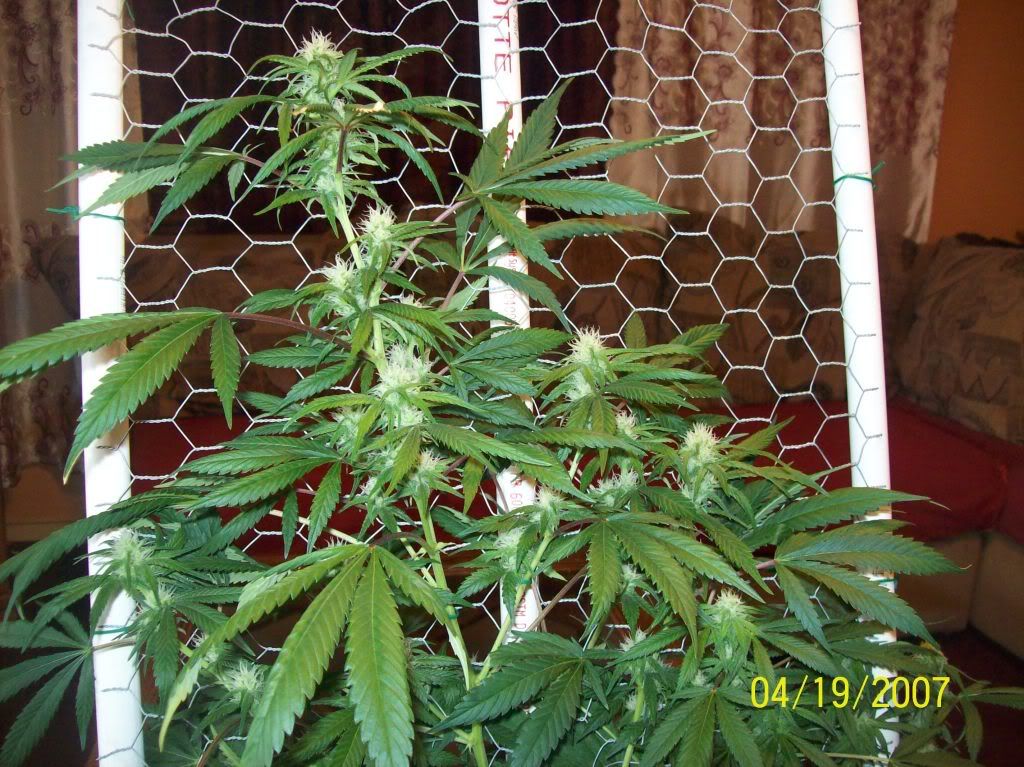 100_8515.jpg