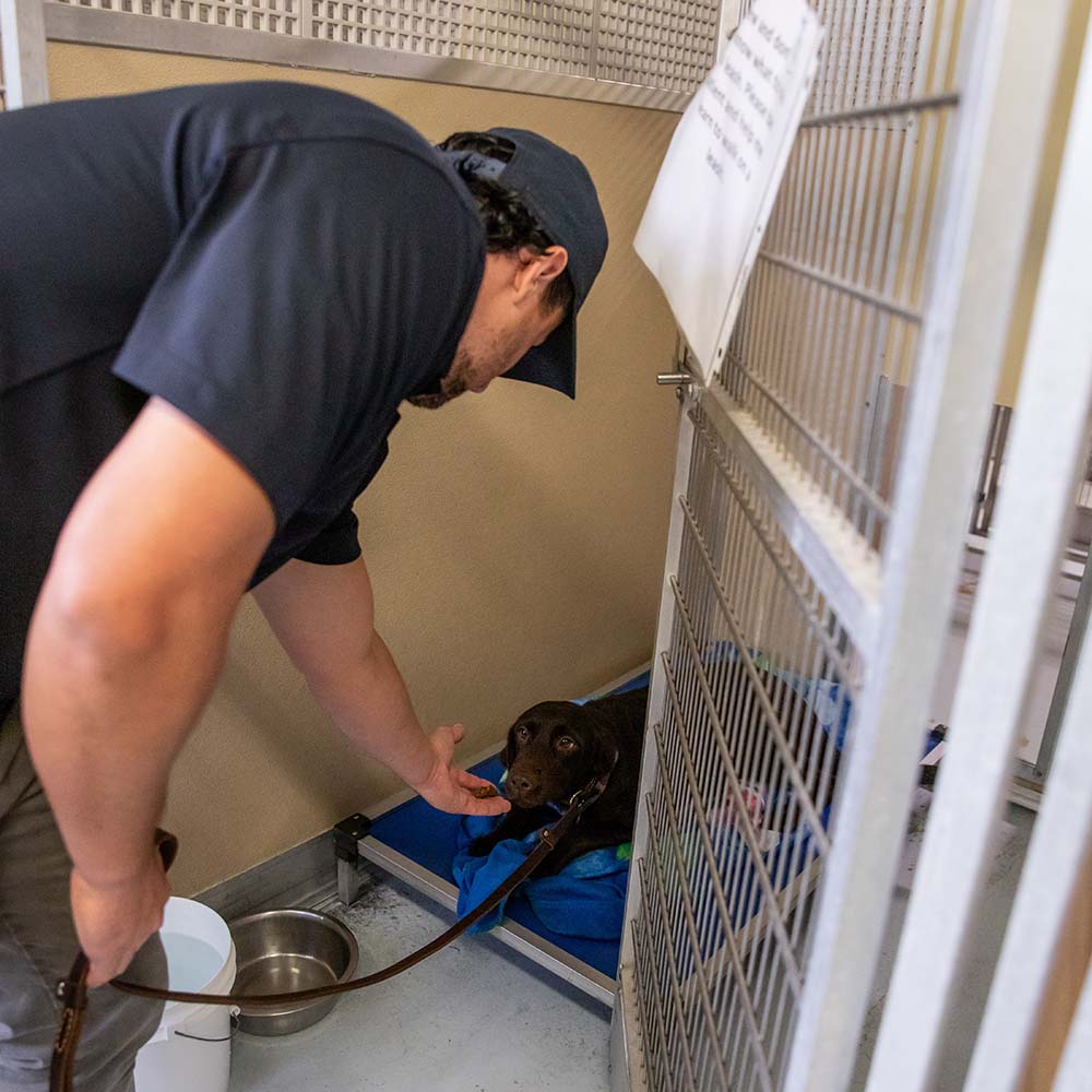 k9sforwarriors.org