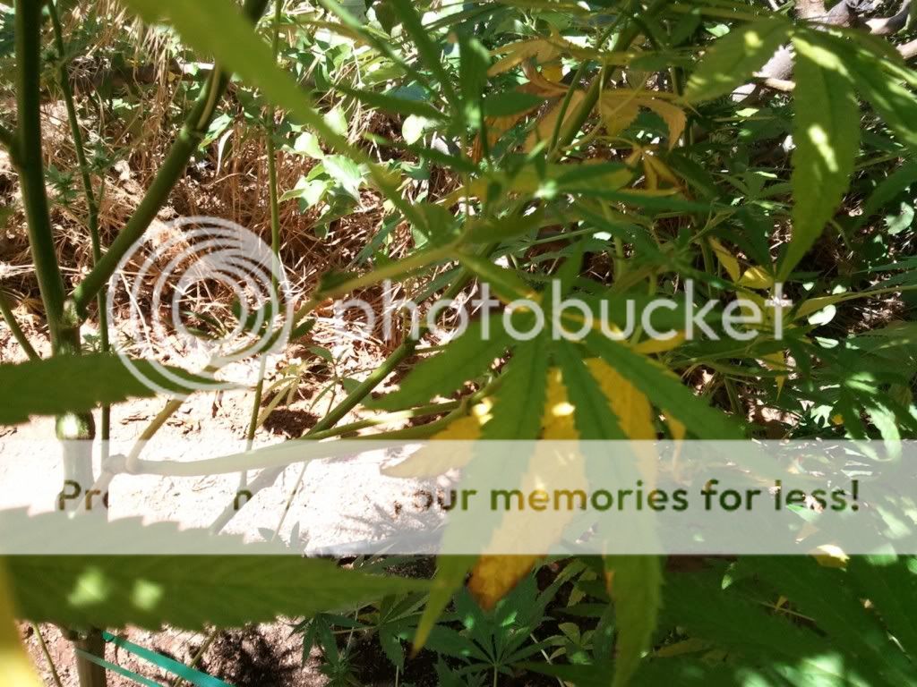 WP_000331.jpg