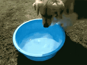 8152013102523.gif