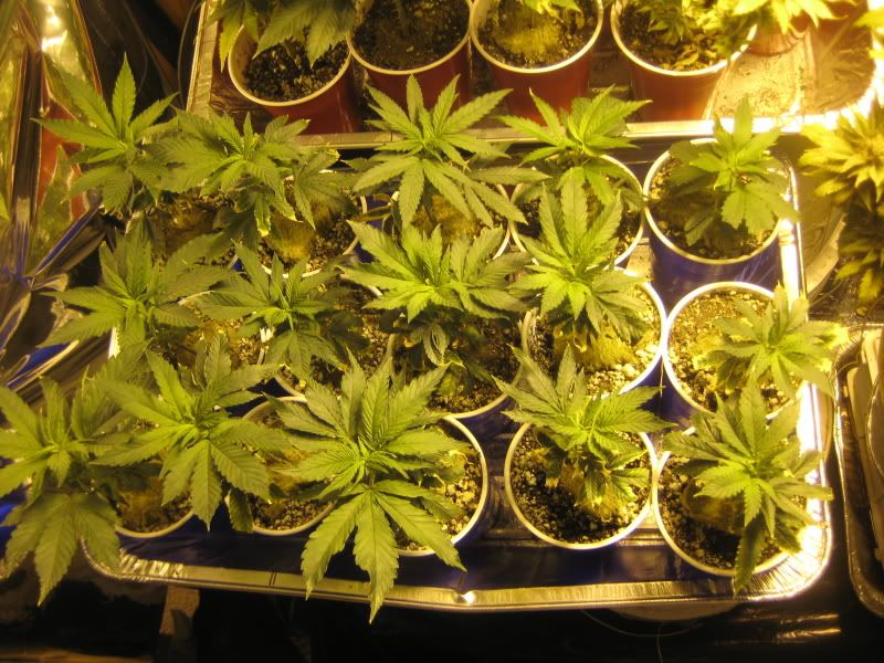 plants302.jpg