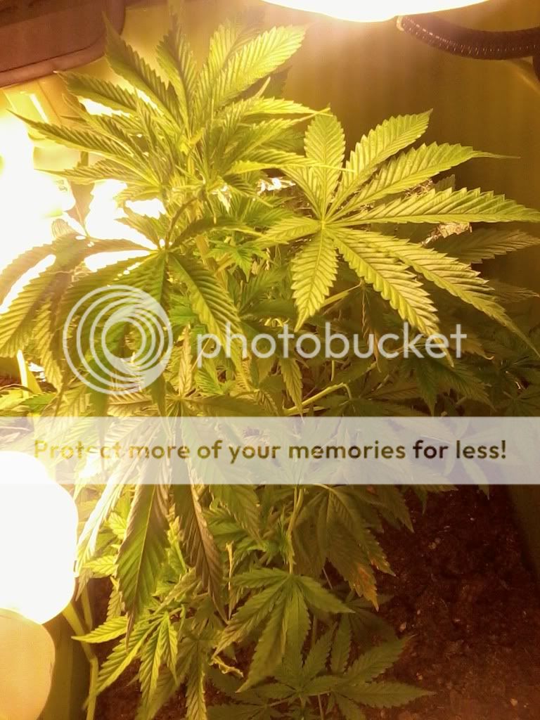 PeppaWeek3Flower2.jpg