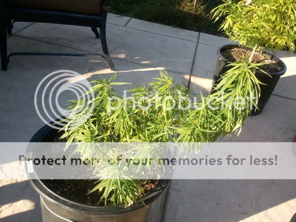 WP_000246.jpg