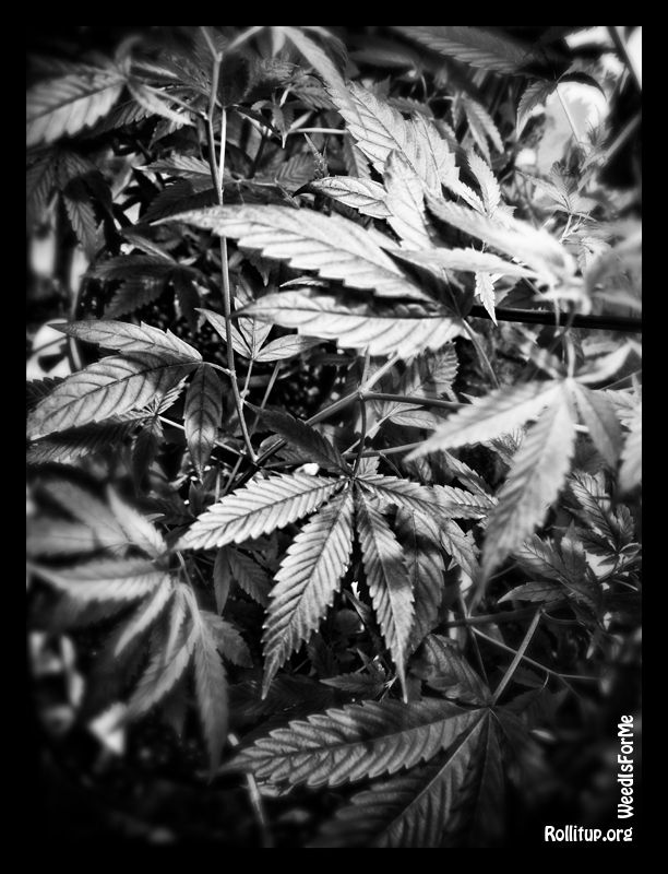 B-Weed2.jpg
