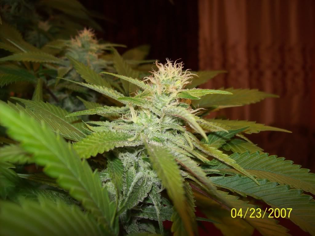 100_8724.jpg