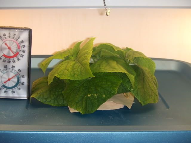 cuke9004.jpg