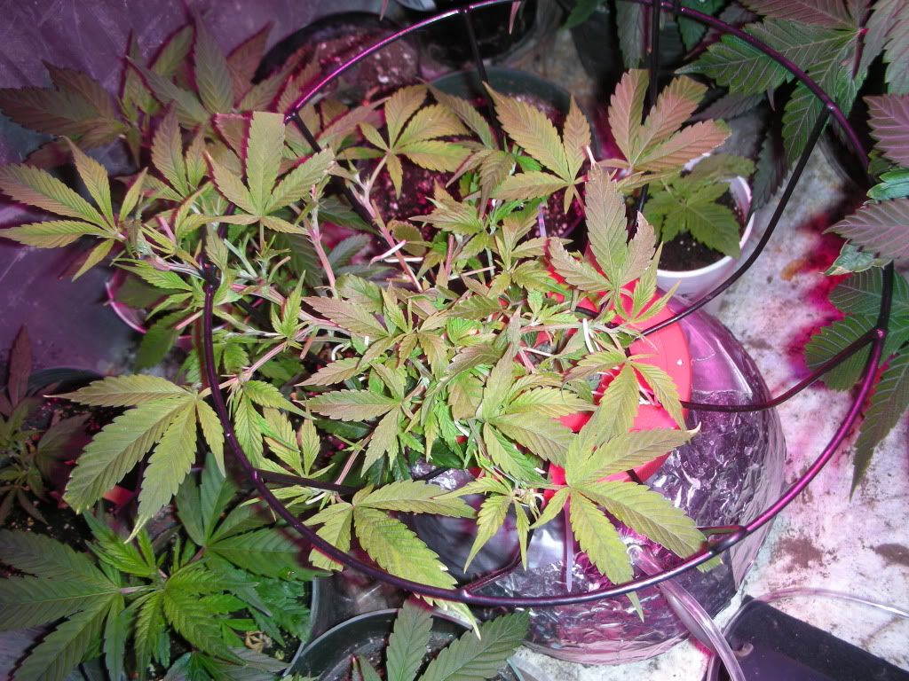 DSCN4537.jpg