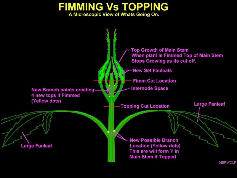topping.jpg