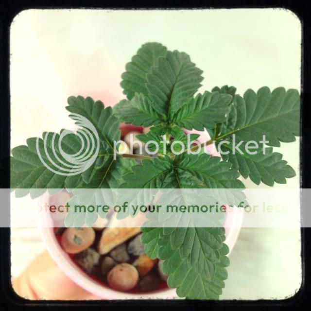 image_zps471bf6c9.jpg