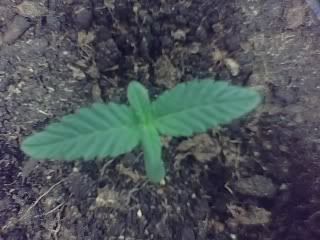 01-27-08_1832.jpg