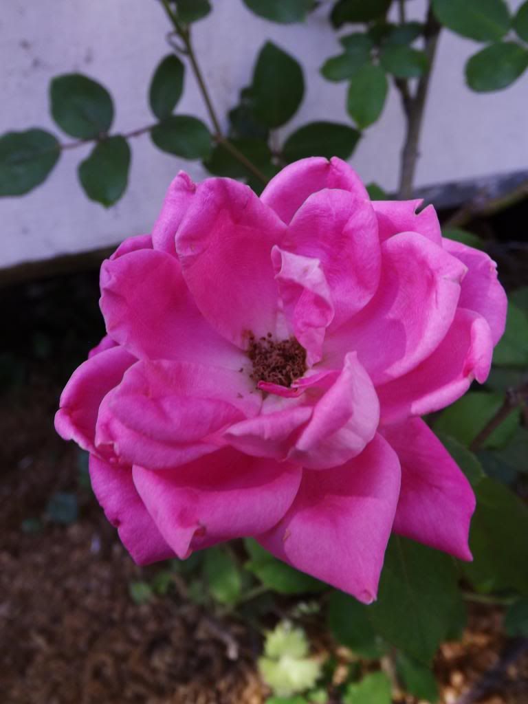 DSCF1895_zps3c8cf3c3.jpg