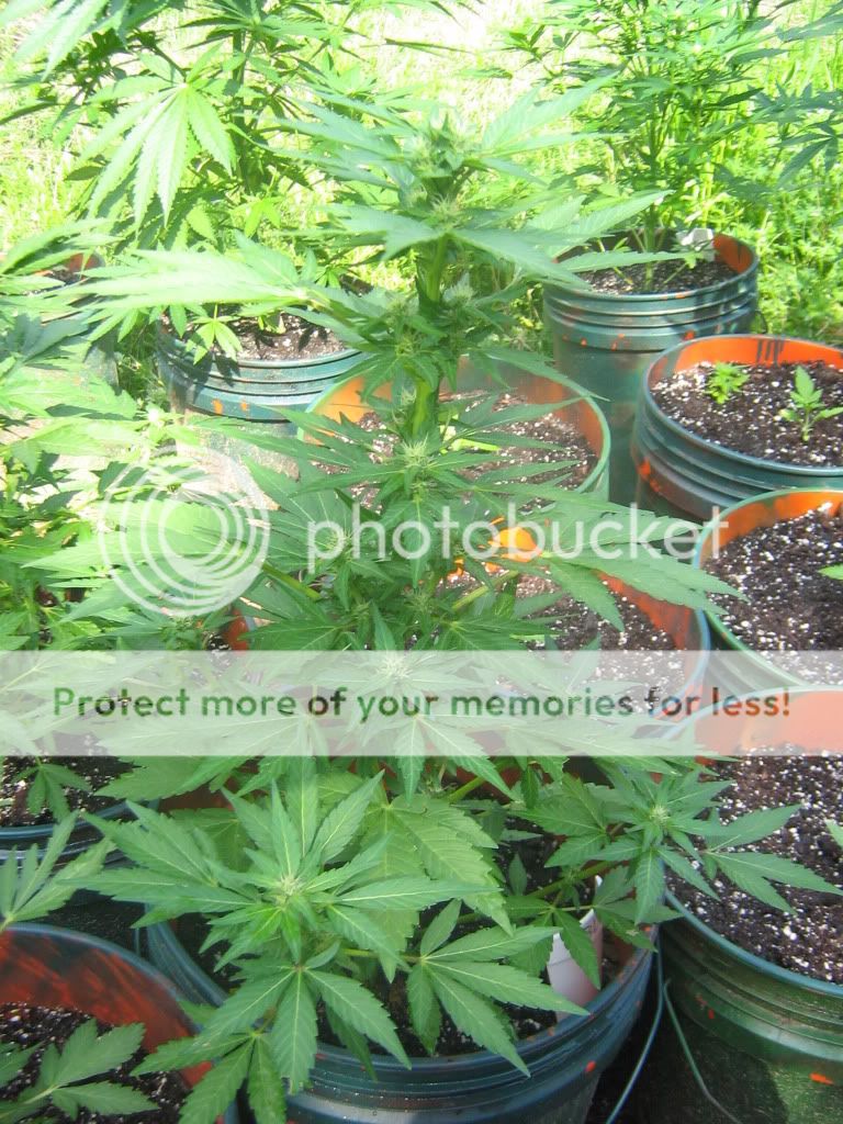 AutoBlueberry11.jpg