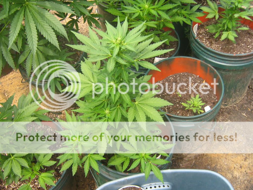 AutoBlueberry3.jpg