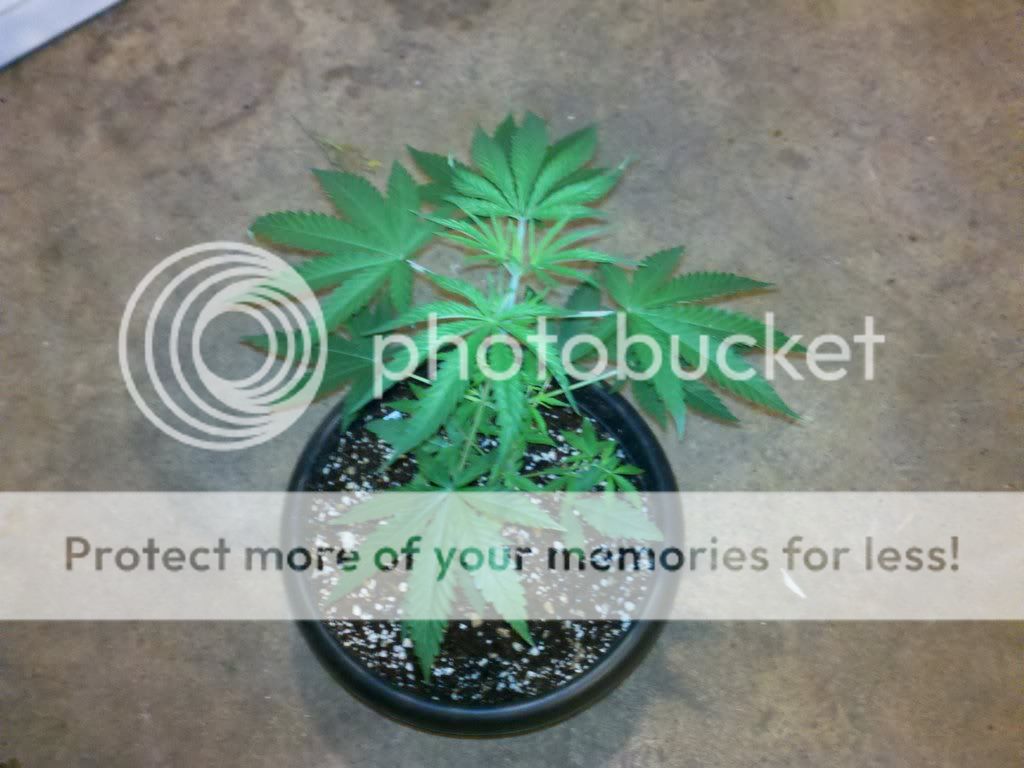 274100439_photobucket_18732_.jpg