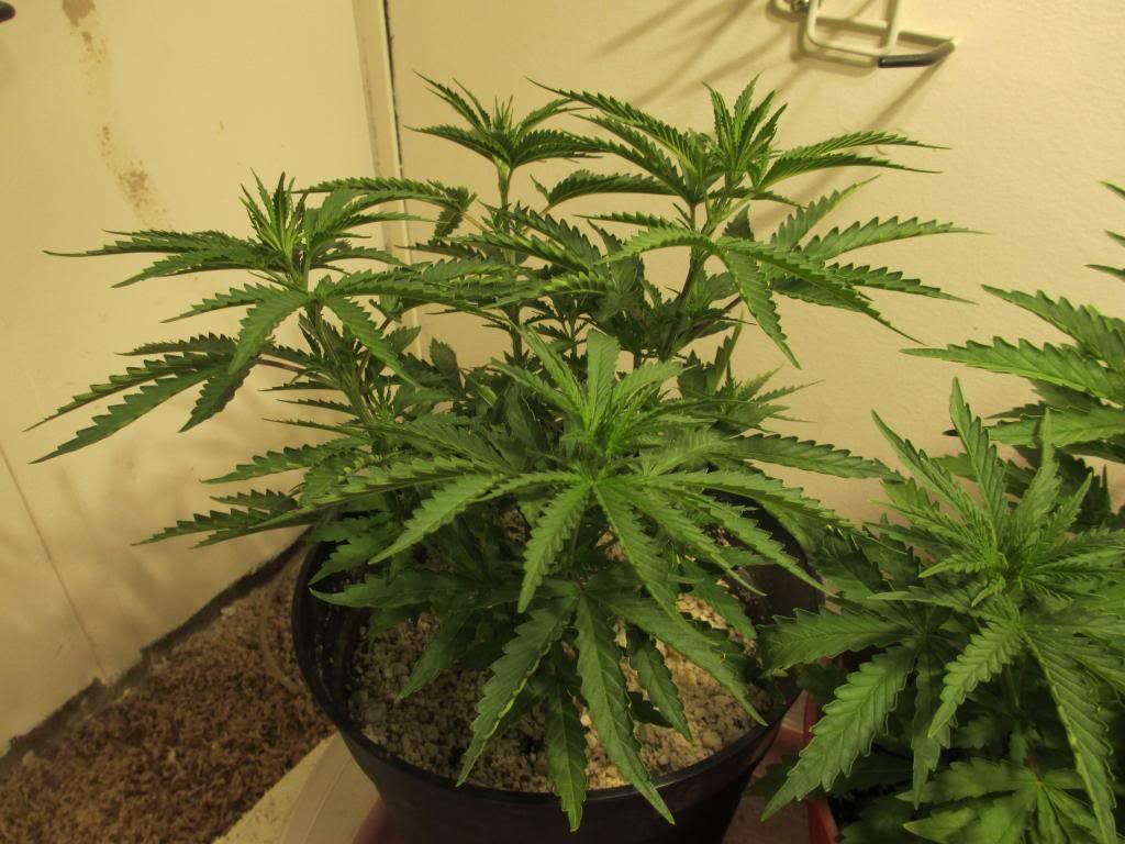 c994weeks001_zpsfbf65c0e.jpg