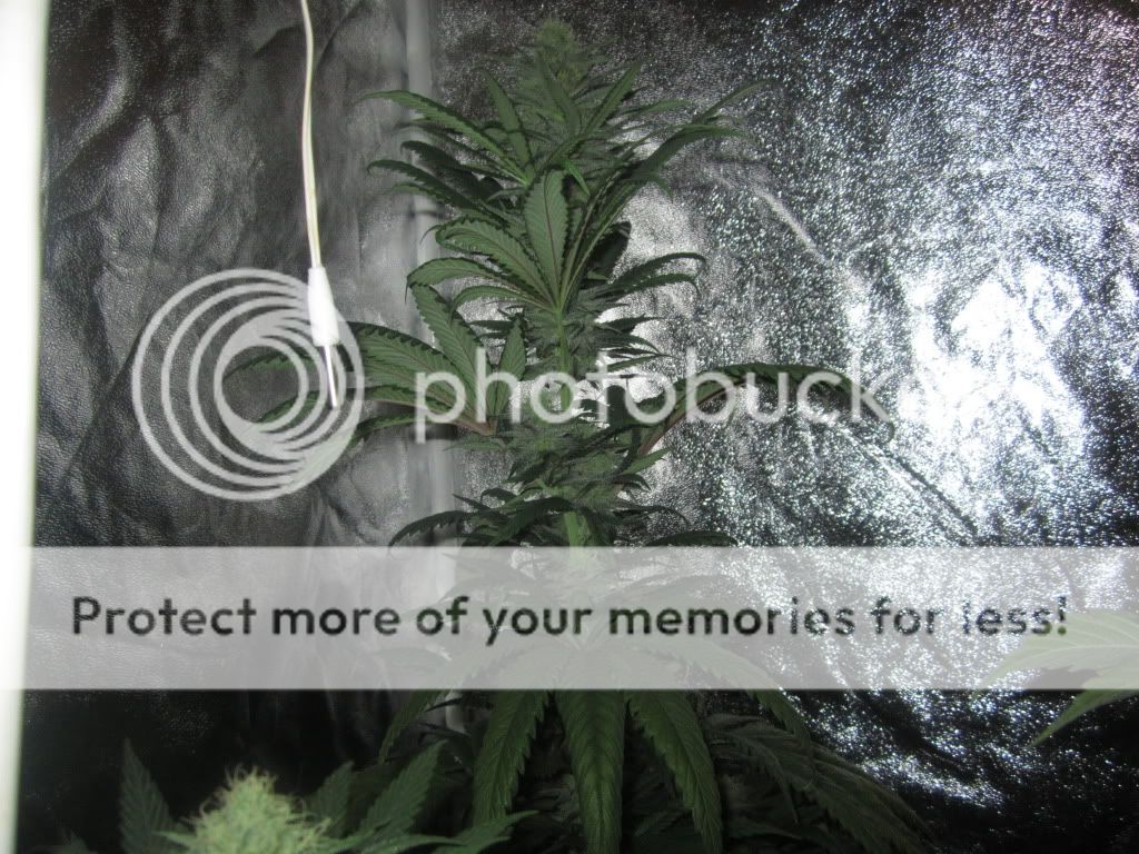 jjj017_zps39f6b77c.jpg
