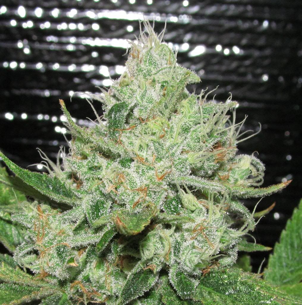 braincandy2b_zps446ee263.jpg