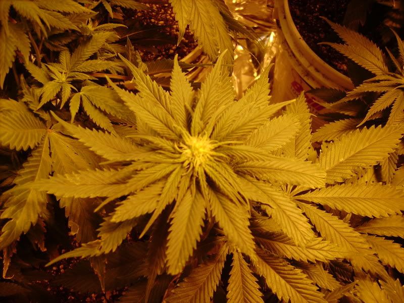 plants129.jpg