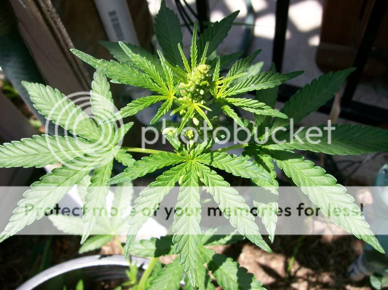 PLANT019.jpg