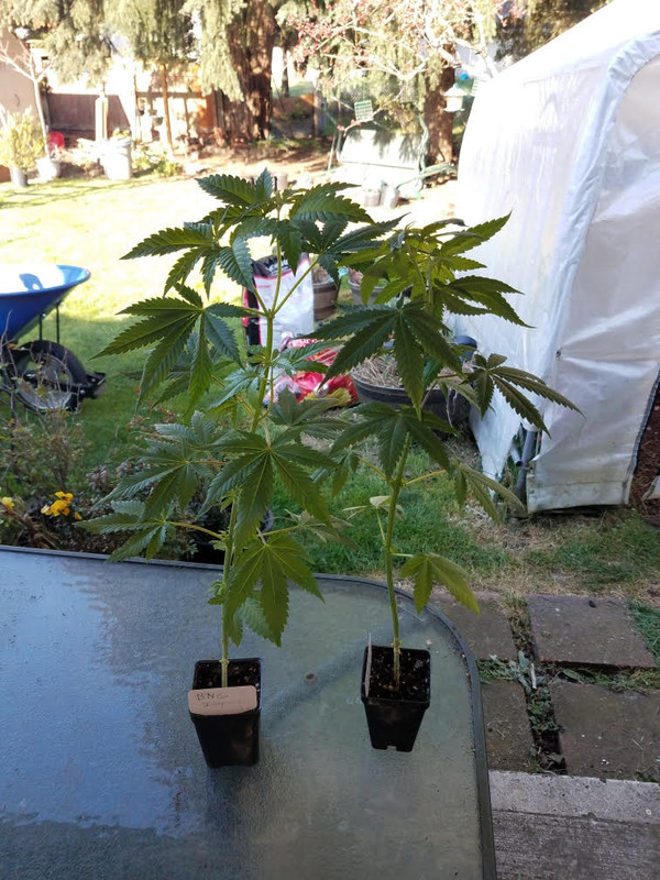 twoinchpots.jpg