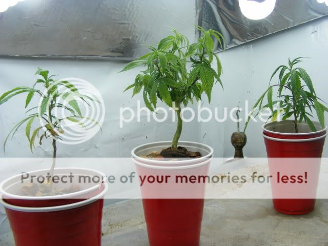 DSCF5524.jpg