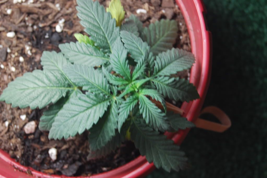 weed24002.jpg