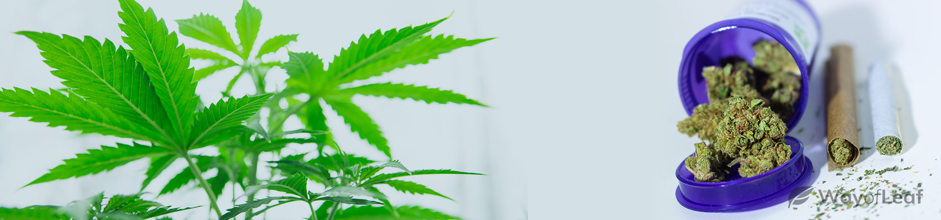 wayofleaf.com