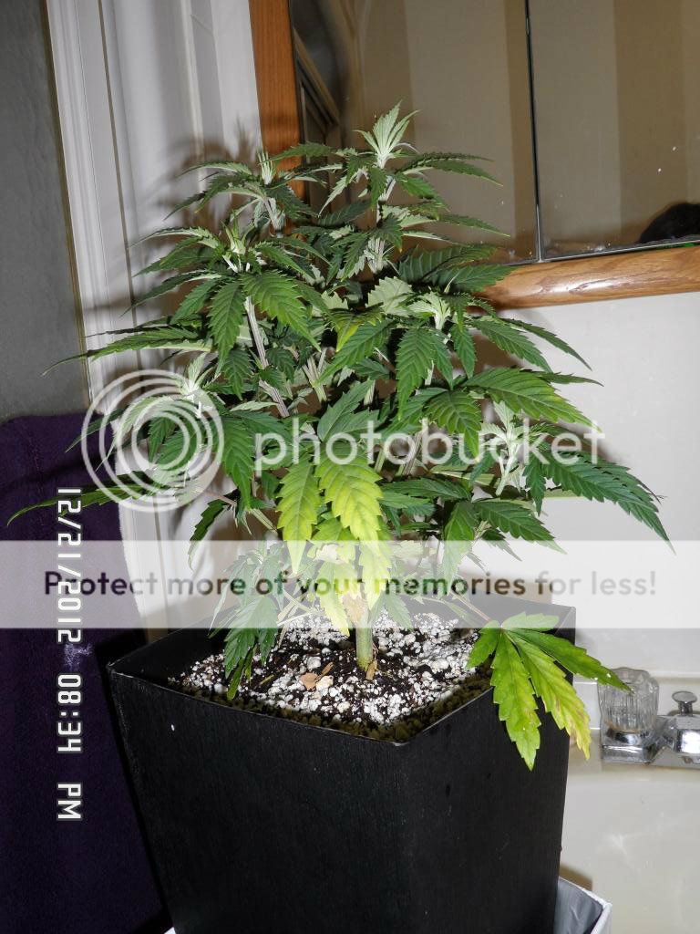 SAM_0467_zpsb112ab14.jpg